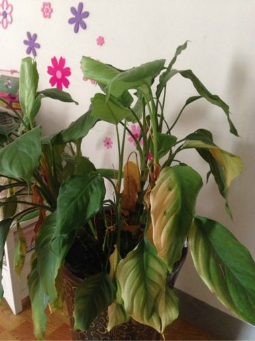 万年青叶子发黄怎么办 万年青为什么叶子下垂发黄原因及补救方法