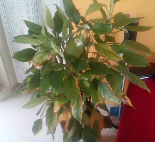 万年青叶子发黄怎么办 万年青为什么叶子下垂发黄原因及补救方法