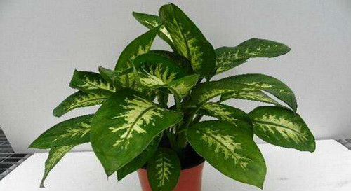 万年青叶子发黄怎么办 万年青为什么叶子下垂发黄原因及补救方法