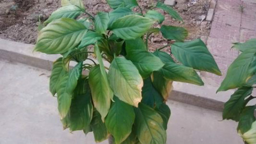 万年青叶子发黄怎么办 万年青为什么叶子下垂发黄原因及补救方法