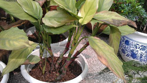 万年青叶子发黄怎么办 万年青为什么叶子下垂发黄原因及补救方法