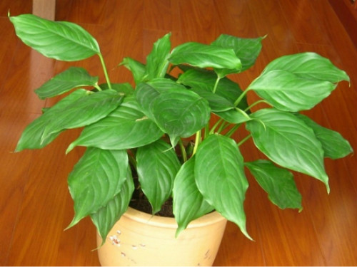 万年青有毒吗 可以室内养吗 万年青的功效与作用有哪些