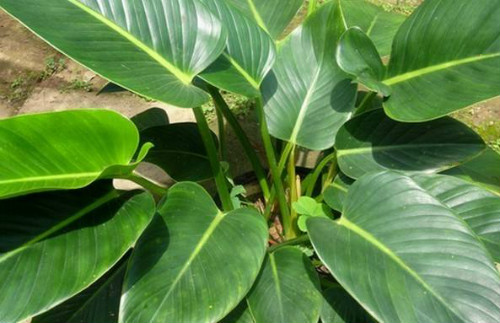 万年青有毒吗 可以室内养吗 万年青的功效与作用有哪些