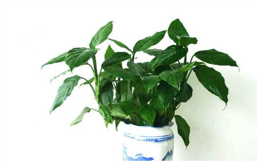万年青有毒吗 可以室内养吗 万年青的功效与作用有哪些