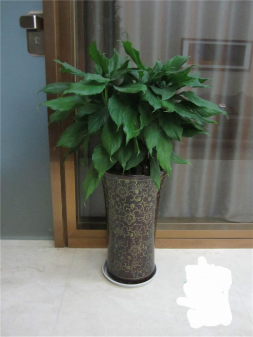 万年青有毒吗 可以室内养吗 万年青的功效与作用有哪些