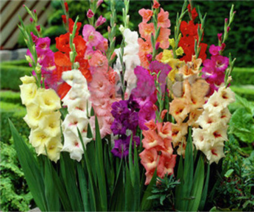 剑兰怎么养图片大全可以水培吗 剑兰的养殖方法和注意事项介绍