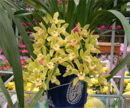 剑兰怎么养图片大全可以水培吗 剑兰的养殖方法和注意事项介绍