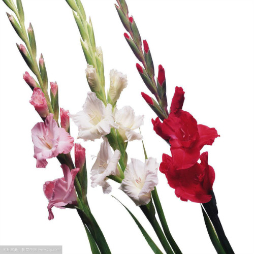 剑兰怎么养图片大全可以水培吗 剑兰的养殖方法和注意事项介绍