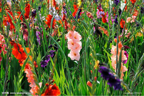 剑兰怎么养图片大全可以水培吗 剑兰的养殖方法和注意事项介绍