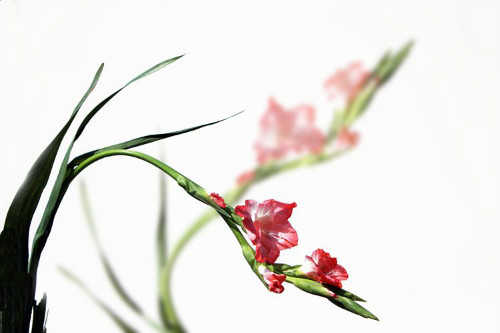 剑兰怎么养图片大全可以水培吗 剑兰的养殖方法和注意事项介绍