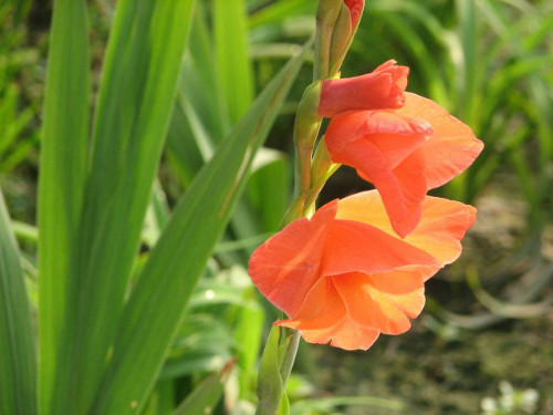 剑兰怎么养图片大全可以水培吗 剑兰的养殖方法和注意事项介绍