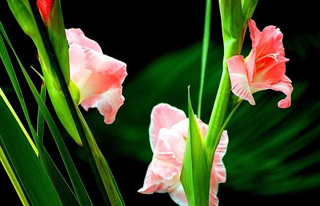 剑兰怎么养图片大全可以水培吗 剑兰的养殖方法和注意事项介绍