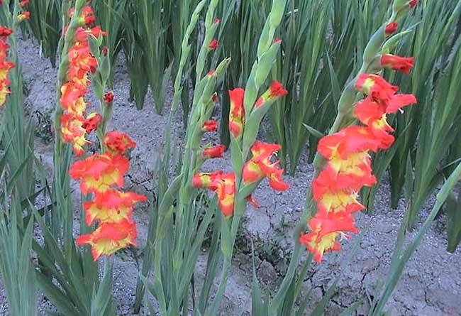 剑兰怎么养图片大全可以水培吗 剑兰的养殖方法和注意事项介绍