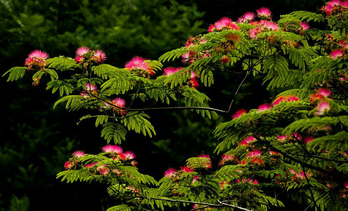 合欢花怎么治失眠 合欢花茶的功效与作用及泡水喝禁忌有哪些