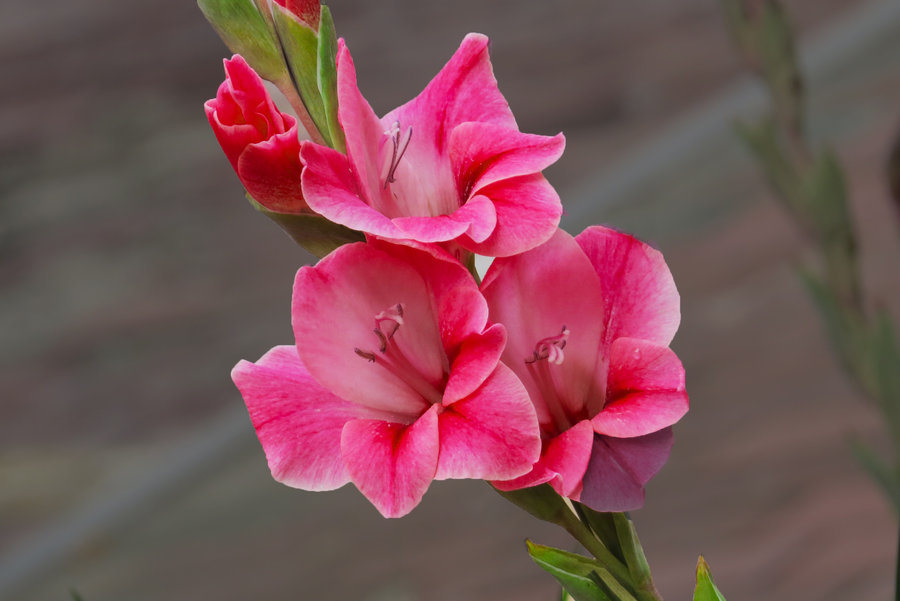 唐菖蒲花期能开多久 唐菖蒲的无性繁殖方法与养殖方法和注意事项