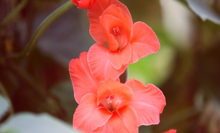 唐菖蒲花期能开多久 唐菖蒲的无性繁殖方法与养殖方法和注意事项