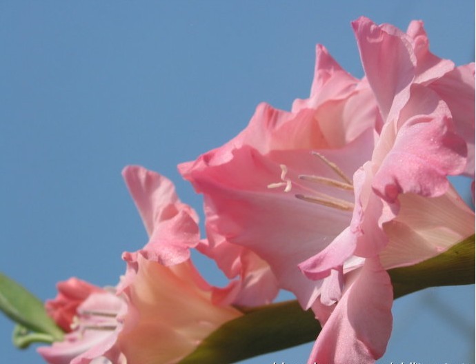 唐菖蒲花期能开多久 唐菖蒲的无性繁殖方法与养殖方法和注意事项