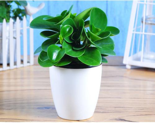 真实揭秘豆瓣绿防辐射的真相,豆瓣绿家中摆放的禁忌及风水作用