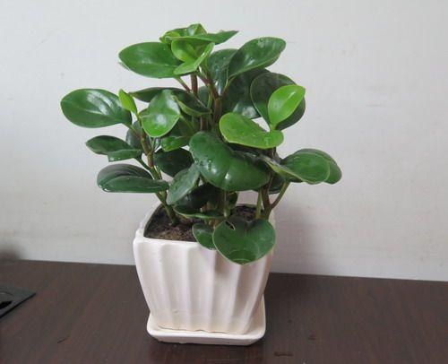 真实揭秘豆瓣绿防辐射的真相,豆瓣绿家中摆放的禁忌及风水作用