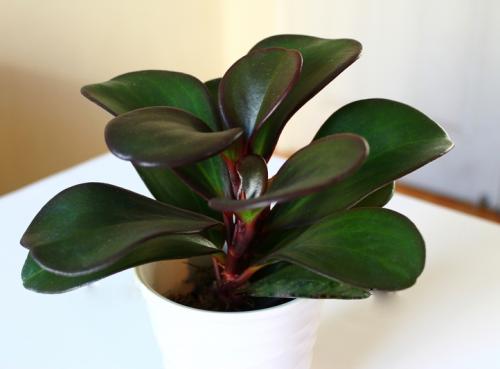 真实揭秘豆瓣绿防辐射的真相,豆瓣绿家中摆放的禁忌及风水作用