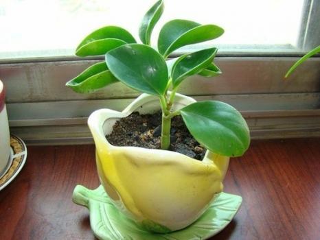 真实揭秘豆瓣绿防辐射的真相,豆瓣绿家中摆放的禁忌及风水作用