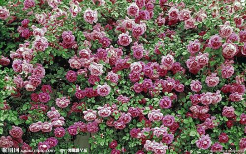 ǾޱҶӷƻôͼ ǾޱҶӱҧô