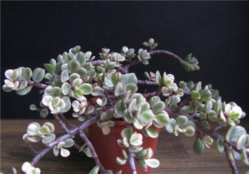 盆栽雅乐之舞怎么养?雅乐之舞养殖技巧和注意事项介绍