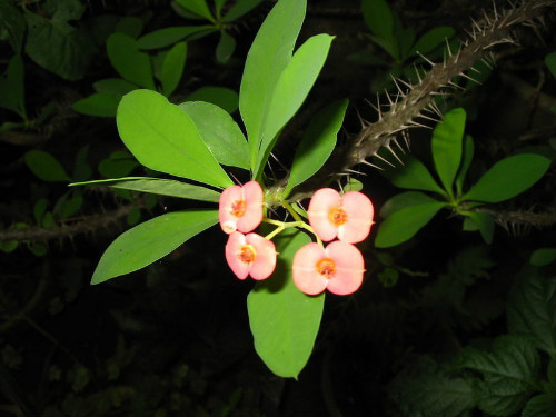 虎刺梅叶子发黄怎么回事 虎刺梅叶子变黄脱落怎么办补救方法