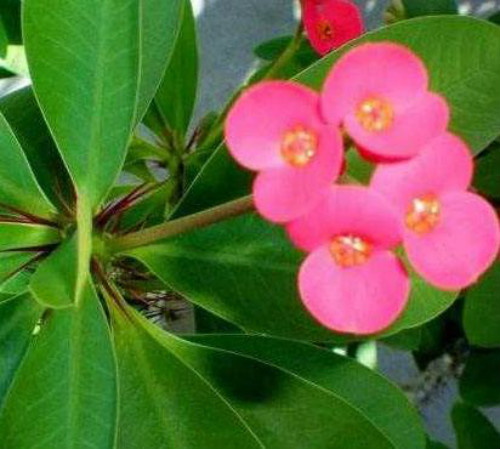 虎刺梅叶子发黄怎么回事 虎刺梅叶子变黄脱落怎么办补救方法