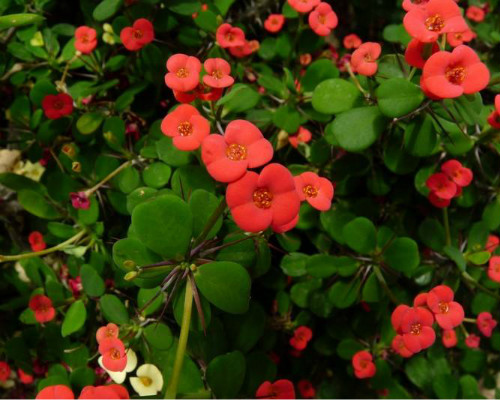 虎刺梅叶子发黄怎么回事 虎刺梅叶子变黄脱落怎么办补救方法