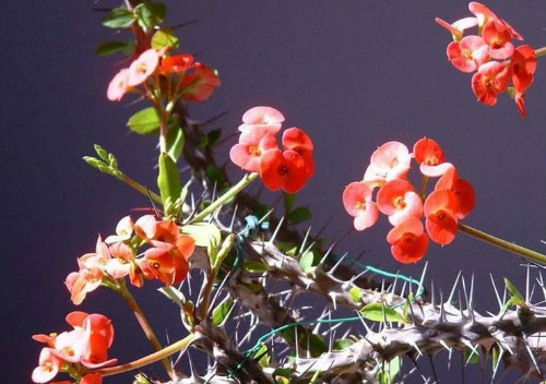 虎刺梅叶子发黄怎么回事 虎刺梅叶子变黄脱落怎么办补救方法