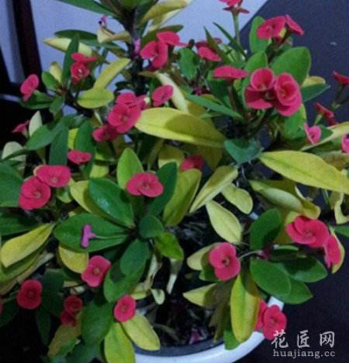 虎刺梅叶子发黄怎么回事 虎刺梅叶子变黄脱落怎么办补救方法