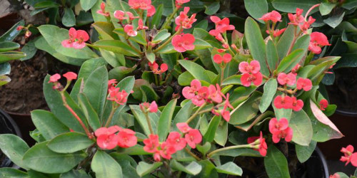 虎刺梅叶子发黄怎么回事 虎刺梅叶子变黄脱落怎么办补救方法