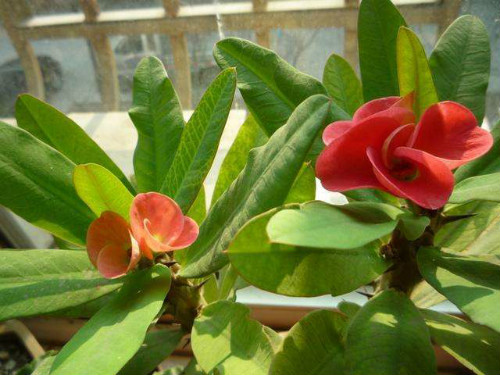 虎刺梅叶子发黄怎么回事 虎刺梅叶子变黄脱落怎么办补救方法