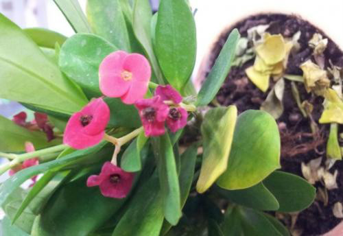 虎刺梅叶子发黄怎么回事 虎刺梅叶子变黄脱落怎么办补救方法