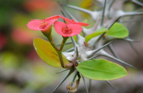 虎刺梅叶子发黄怎么回事 虎刺梅叶子变黄脱落怎么办补救方法