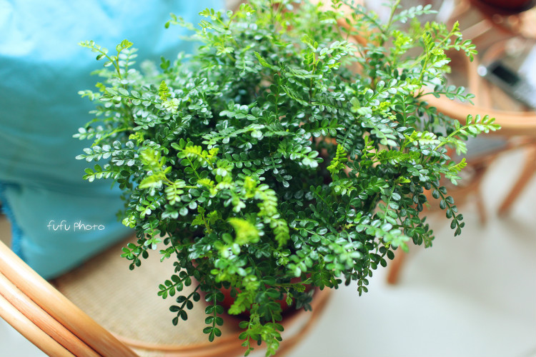 胡椒木的功效与作用及禁忌 胡椒木能驱蚊吗可以放室内吗?