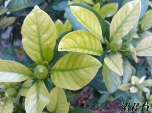 ӻҶӷô컹о ӻҶӷƵԭ򼰲Ȱ취