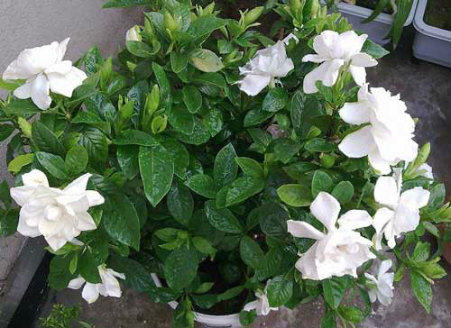 ӻҶӷô컹о ӻҶӷƵԭ򼰲Ȱ취