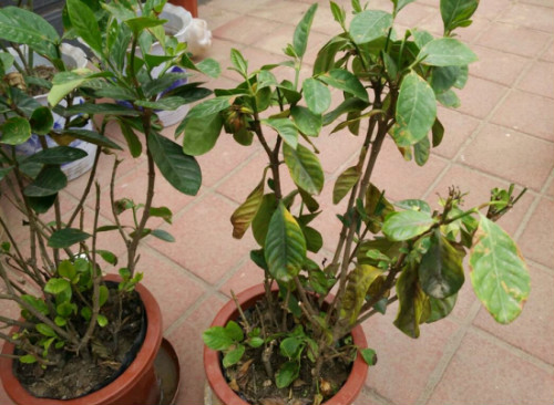 ӻҶӷô컹о ӻҶӷƵԭ򼰲Ȱ취