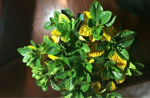 ӻҶӷô컹о ӻҶӷƵԭ򼰲Ȱ취