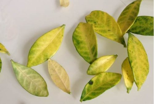 ӻҶӷô컹о ӻҶӷƵԭ򼰲Ȱ취