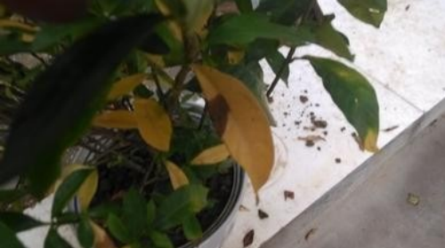 ӻҶӷô컹о ӻҶӷƵԭ򼰲Ȱ취