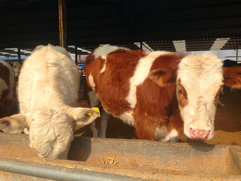 架子牛育肥饲料配方 架子牛育肥要几个月每头利润多少?