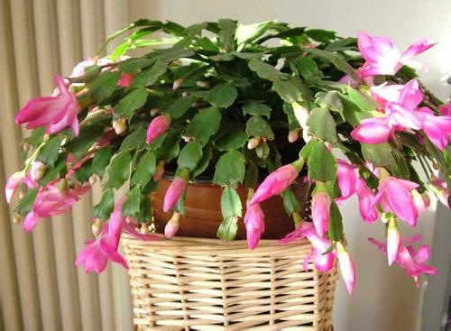 зצ��Ҷ�ӷ�����������ô�� зצ��Ϊʲô��Ҷ����ô��������