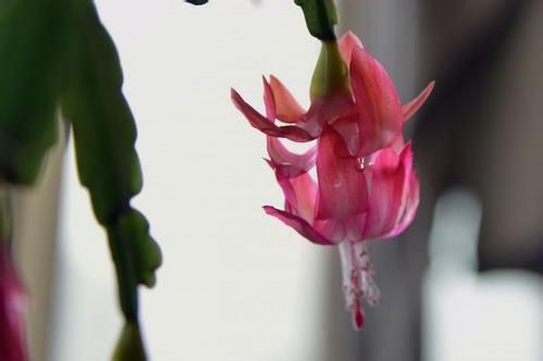 зצ��Ҷ�ӷ�����������ô�� зצ��Ϊʲô��Ҷ����ô��������