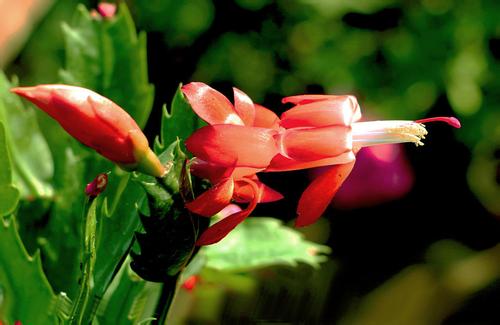 зצ��Ҷ�ӷ�����������ô�� зצ��Ϊʲô��Ҷ����ô��������