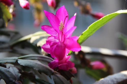 зצ��Ҷ�ӷ�����������ô�� зצ��Ϊʲô��Ҷ����ô��������