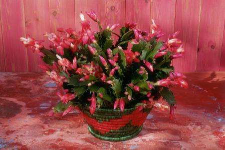 зצ��Ҷ�ӷ�����������ô�� зצ��Ϊʲô��Ҷ����ô��������