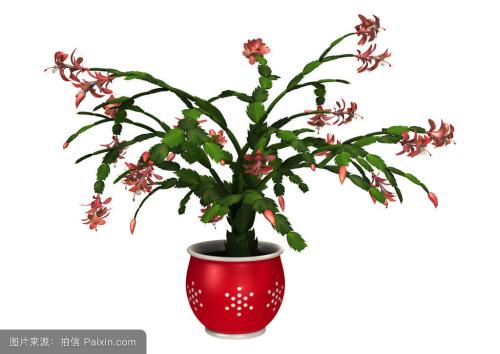 зצ��Ҷ�ӷ�����������ô�� зצ��Ϊʲô��Ҷ����ô��������